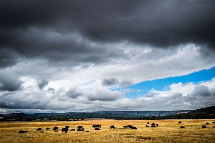 Yellowstone - Charismatic Megafauna