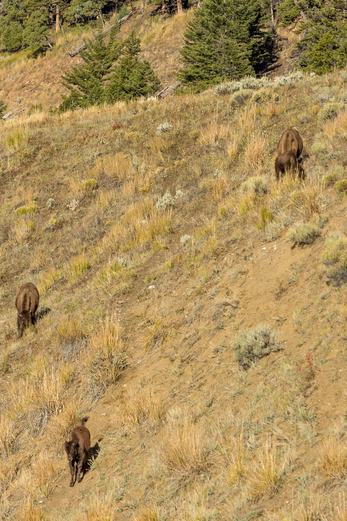 Yellowstone - Charismatic Megafauna