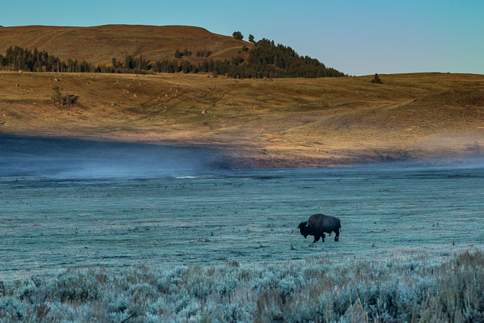 Yellowstone - Charismatic Megafauna