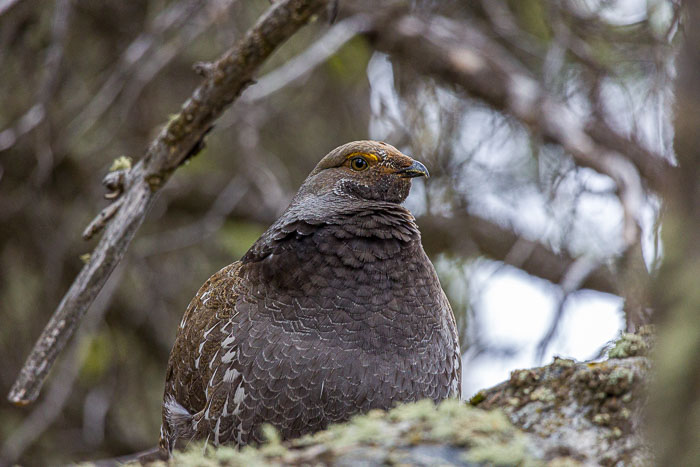 Yellowstone - Charismatic Megafauna