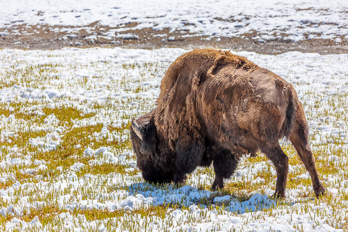 Yellowstone - Charismatic Megafauna