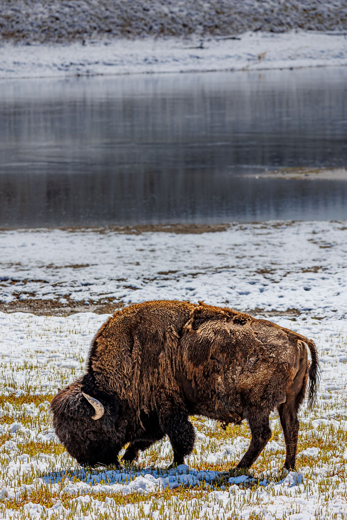 Yellowstone - Charismatic Megafauna