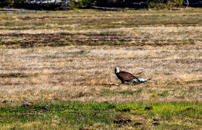 Yellowstone - Charismatic Megafauna