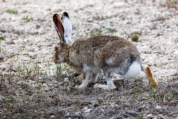 Yellowstone - Charismatic Megafauna
