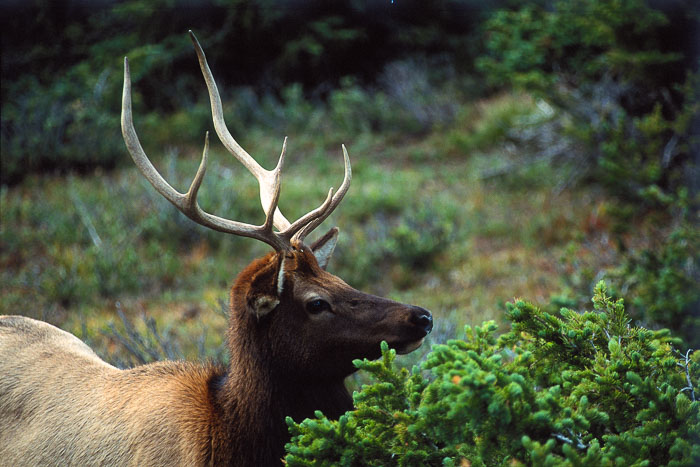Yellowstone - Charismatic Megafauna Yellowstone - Charismatic Megafauna