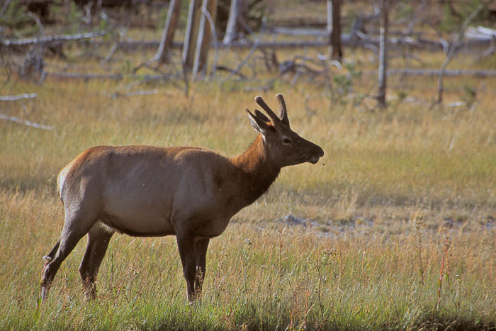Yellowstone - Charismatic Megafauna