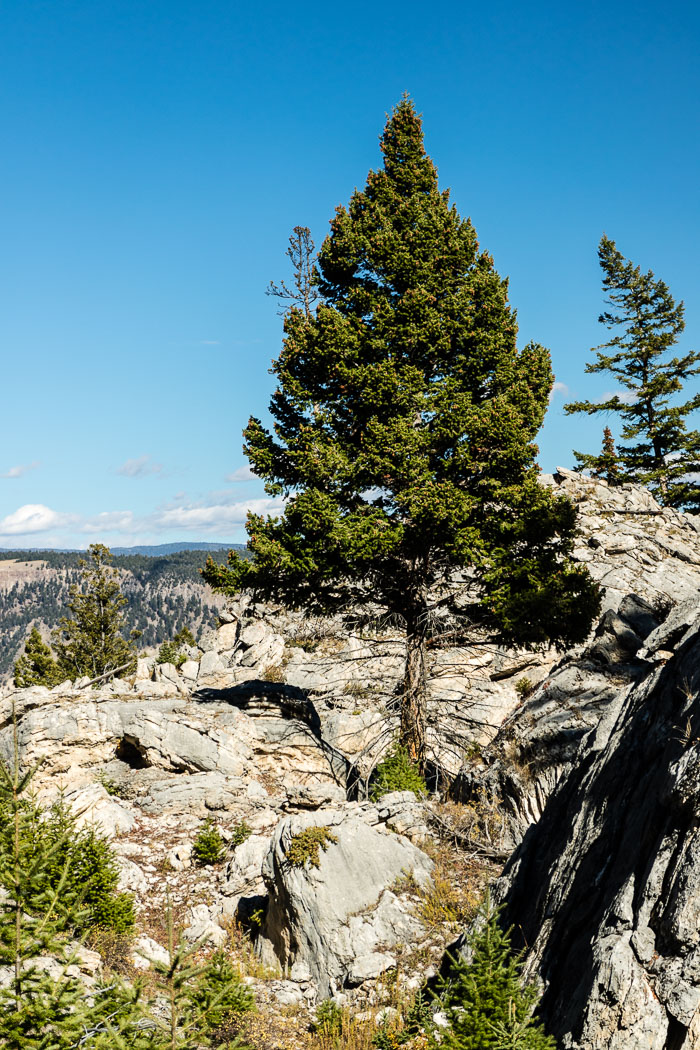 Yellowstone Scenics