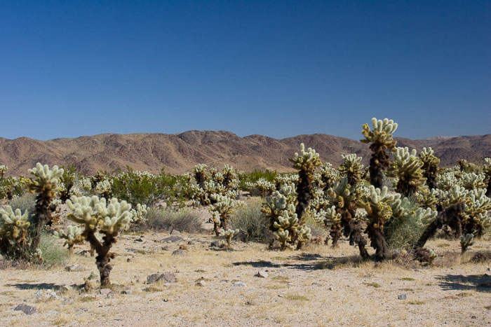Joshua Tree National Park