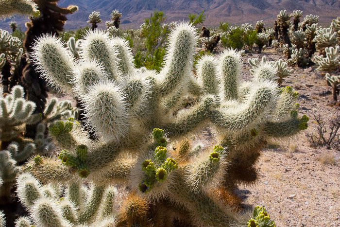 Joshua Tree National Park