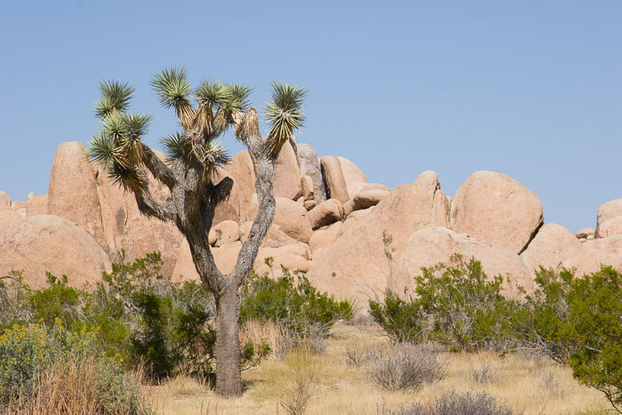 Joshua Tree National Park
