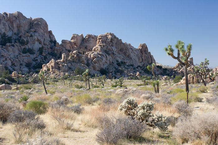 Joshua Tree National Park