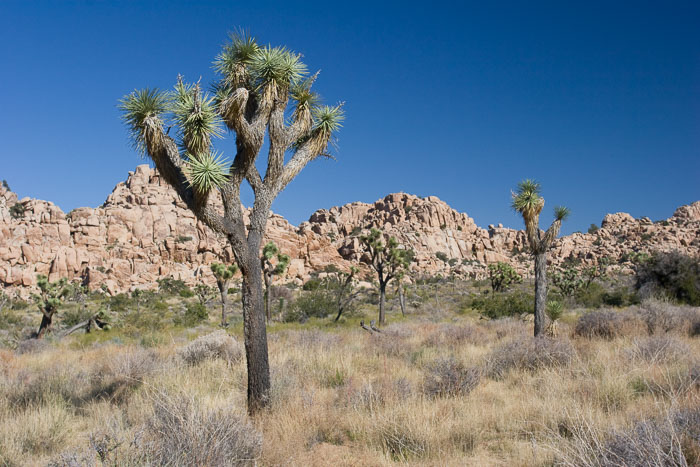 Joshua Tree National Park