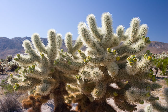 Desert Southwest National Parks and Monuments