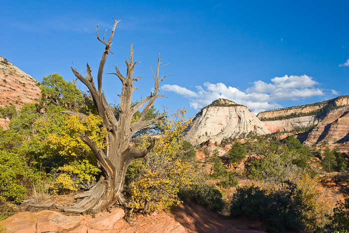 Zion National Park