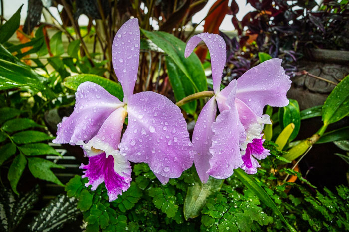 Conservatory of flowers