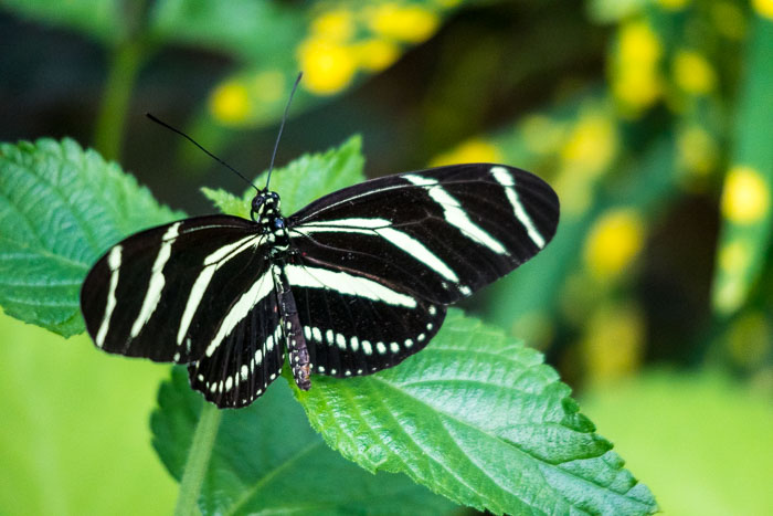 Conservatory of flowers