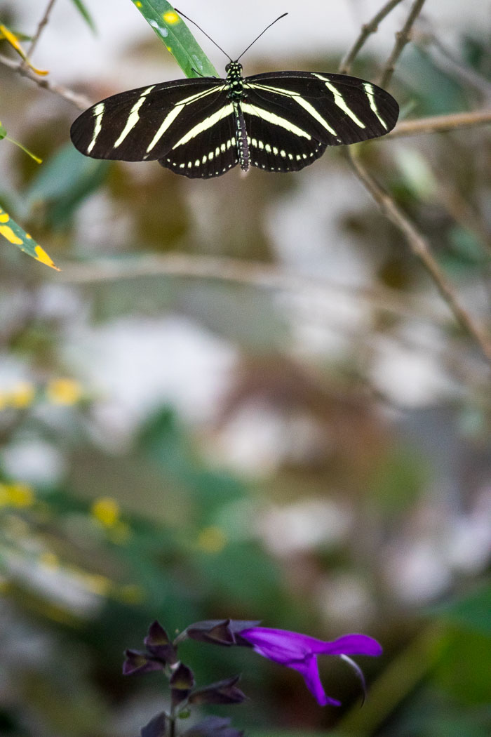 Conservatory of flowers