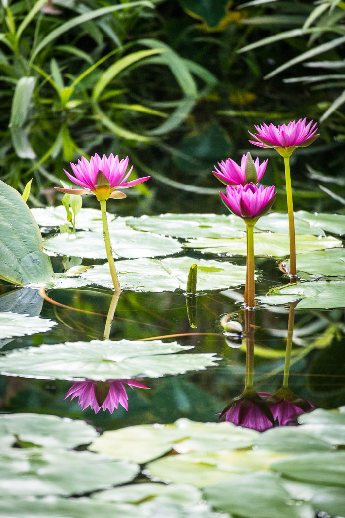 Conservatory of flowers