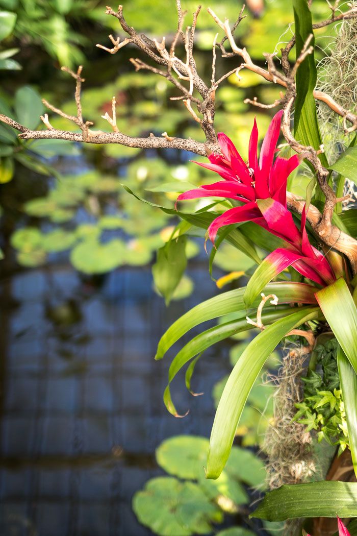 Conservatory of flowers