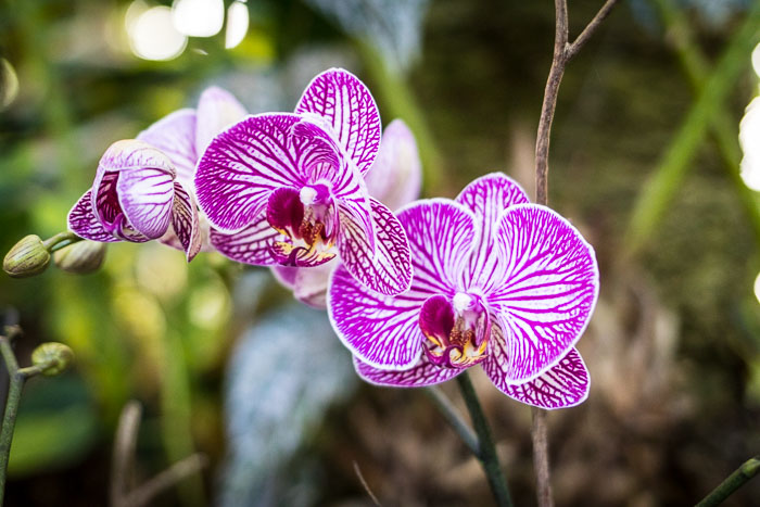 Conservatory of flowers