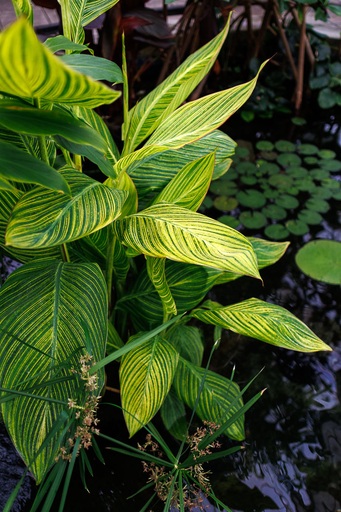 Conservatory of flowers