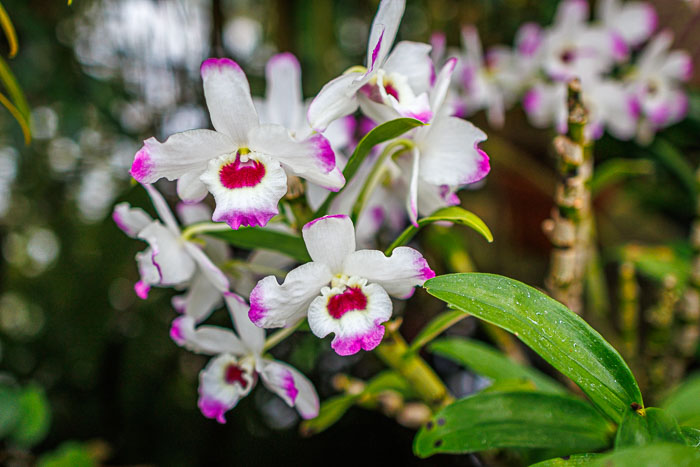 Conservatory of flowers