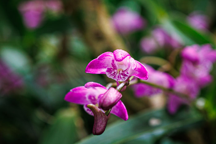 Conservatory of flowers