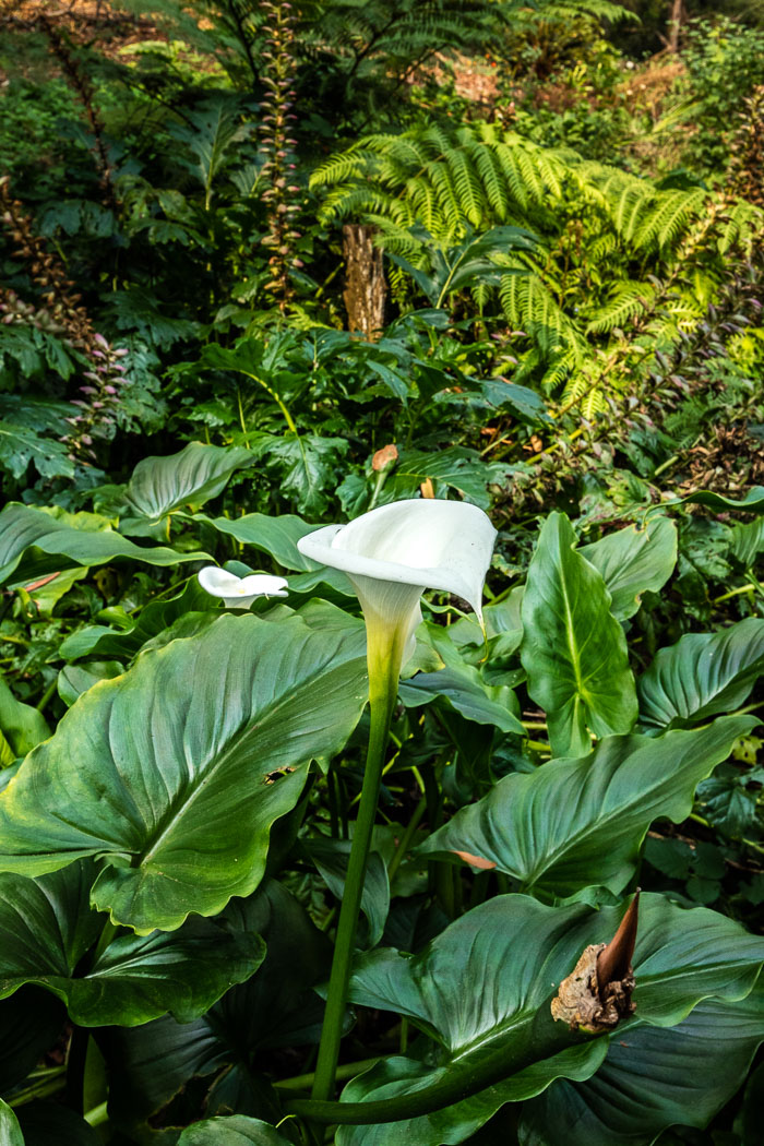 Golden Gate Park