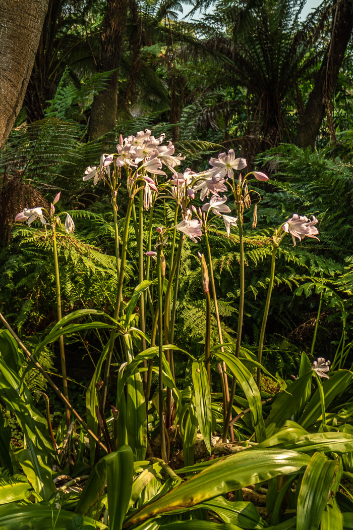Golden Gate Park