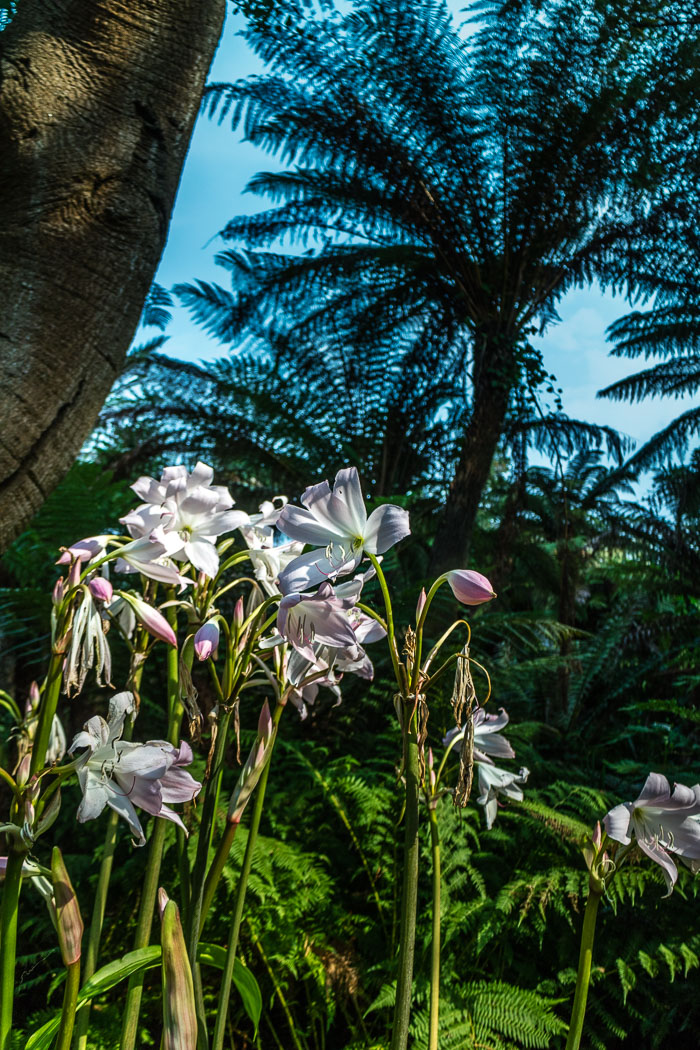 Golden Gate Park