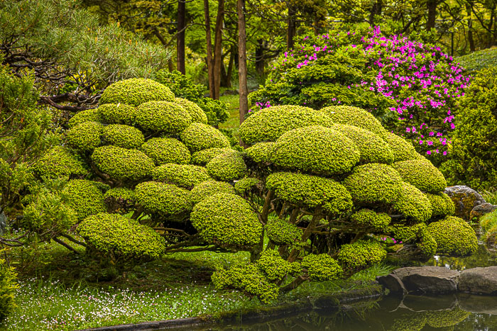 Japanese Tea Garden - Golden Gate Park