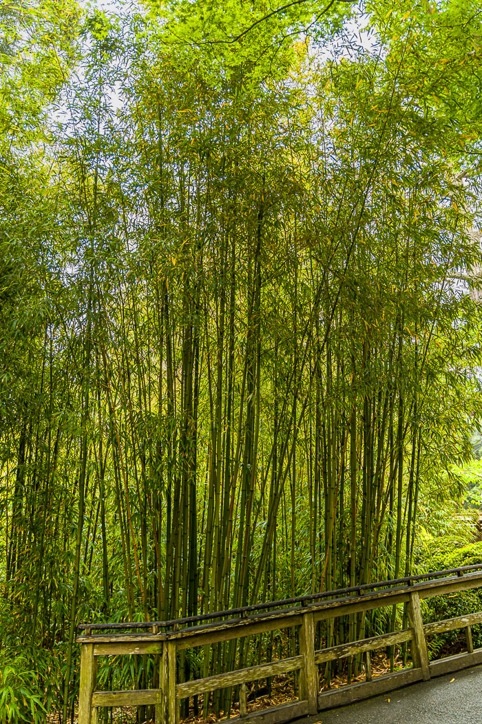 Japanese Tea Garden - Golden Gate Park Japanese Tea Garden - Golden Gate Park