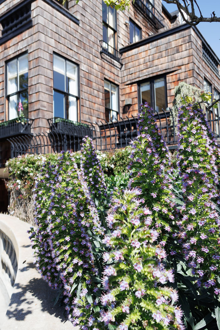 Secret stairs and special places on Russian Hill