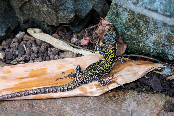 Victoria Butterfly Gardens