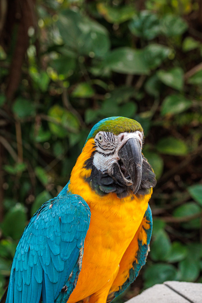 Victoria Butterfly Gardens