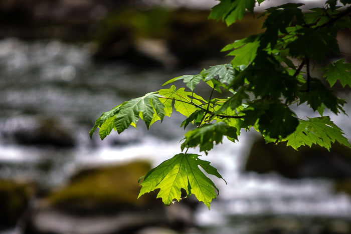 Cedar Creek Grist Mill
