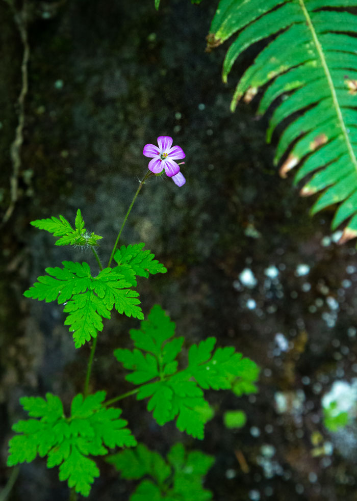 Cedar Creek Grist Mill