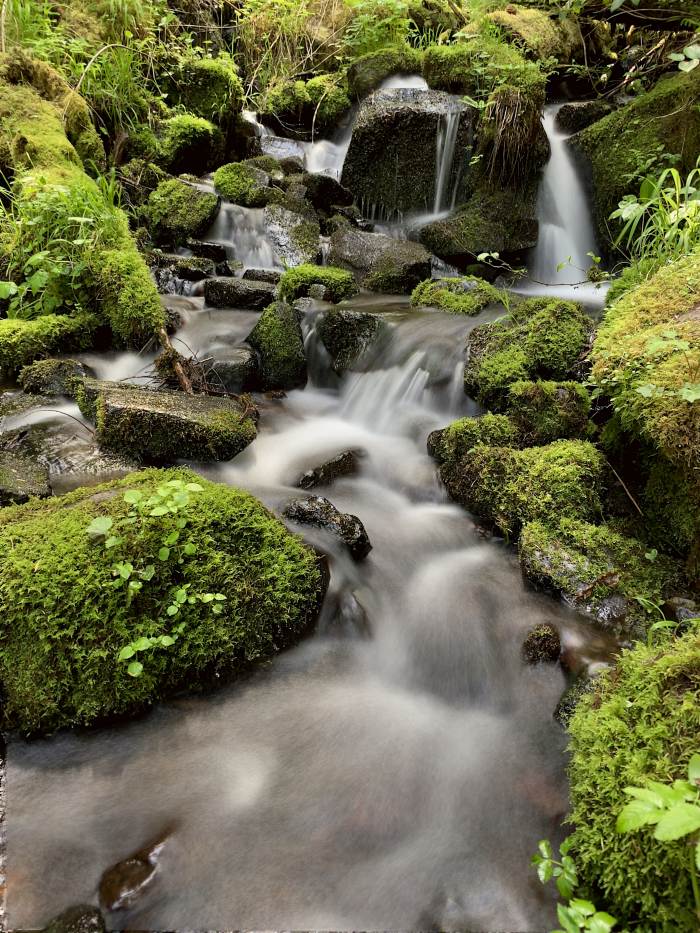 Estacada River Trail