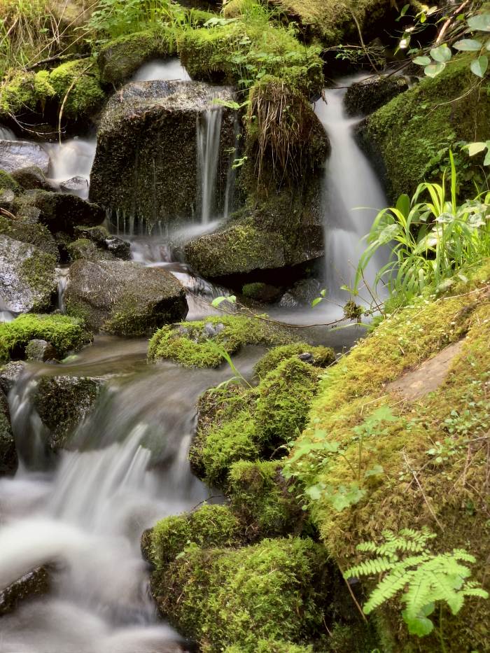 Estacada River Trail