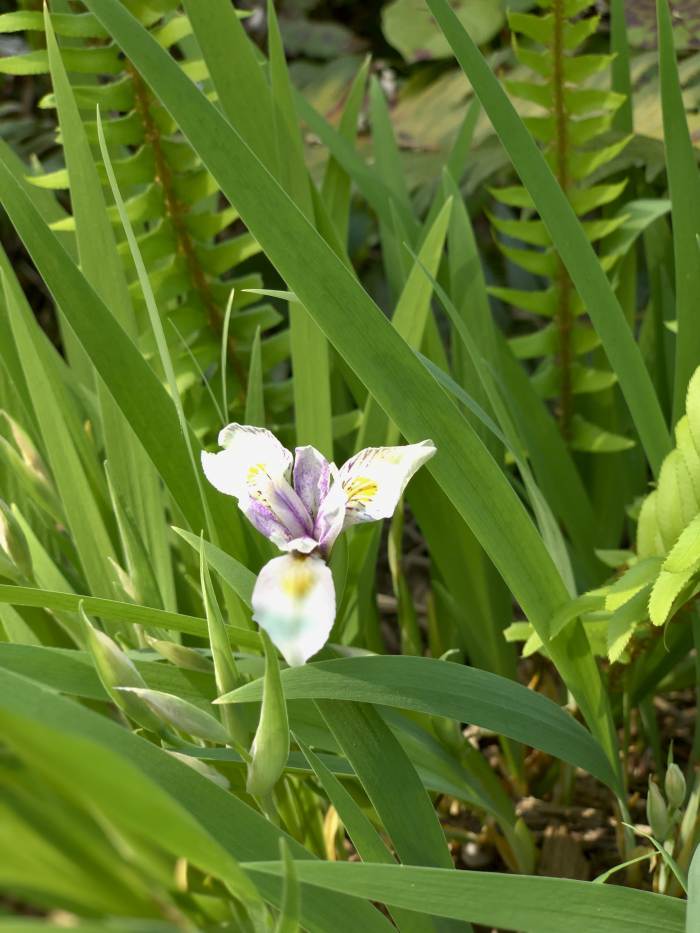 Estacada River Trail