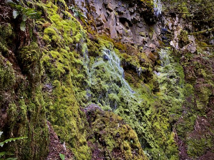 Estacada River Trail