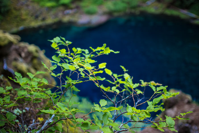 Mckenzie River Valley