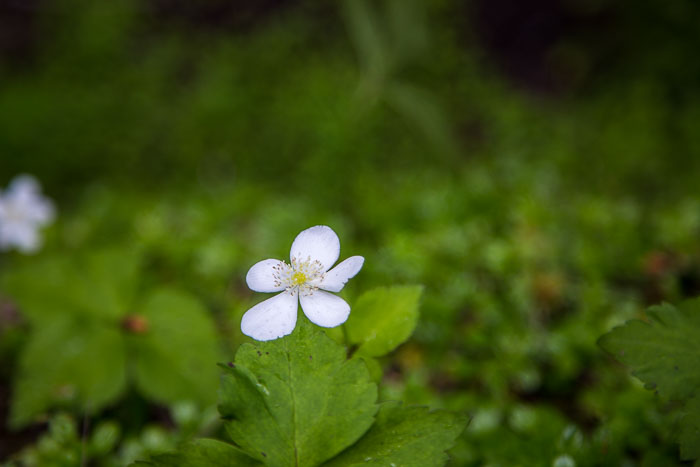 Mckenzie River Valley
