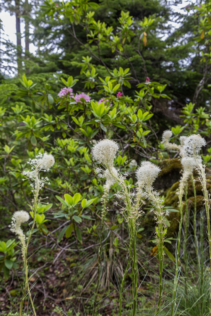 Mckenzie River Valley