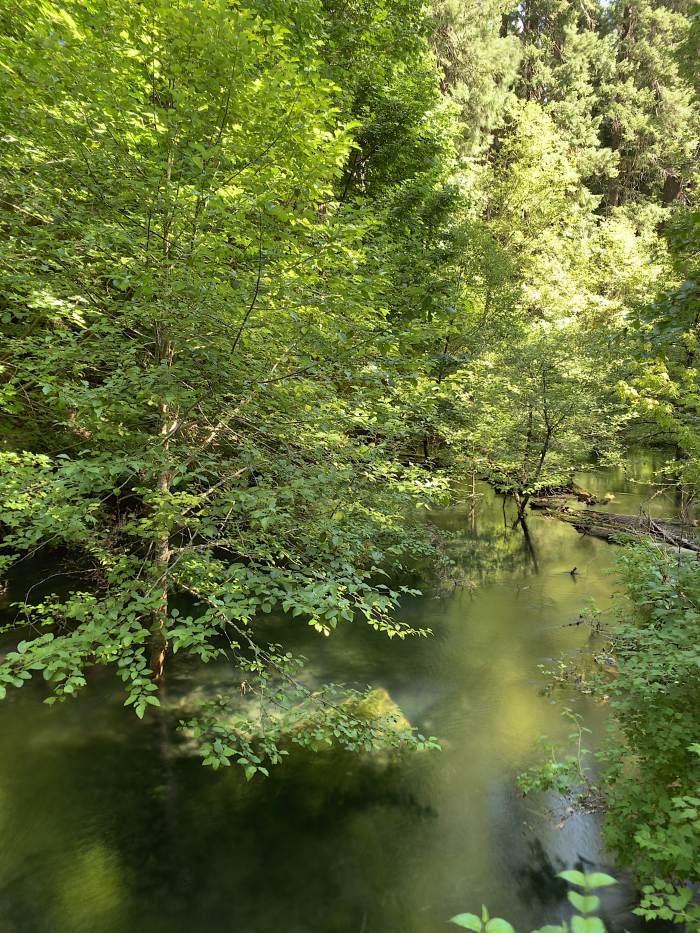 Mckenzie River Valley