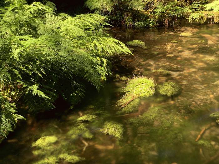 Mckenzie River Valley