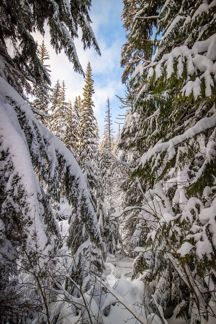 Mt. Hood Winter