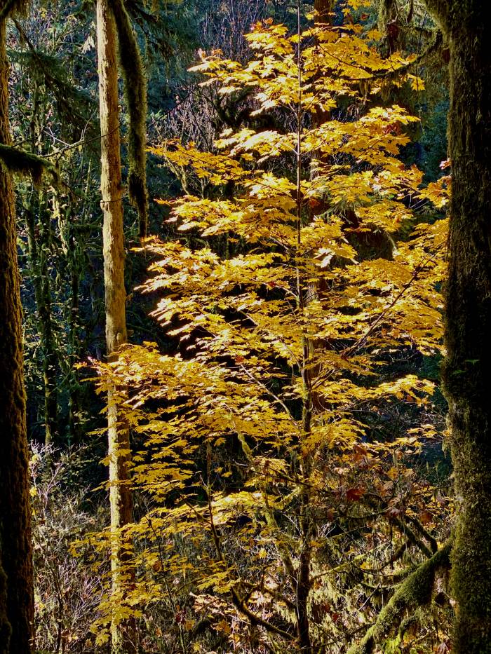 Silver Falls State Park