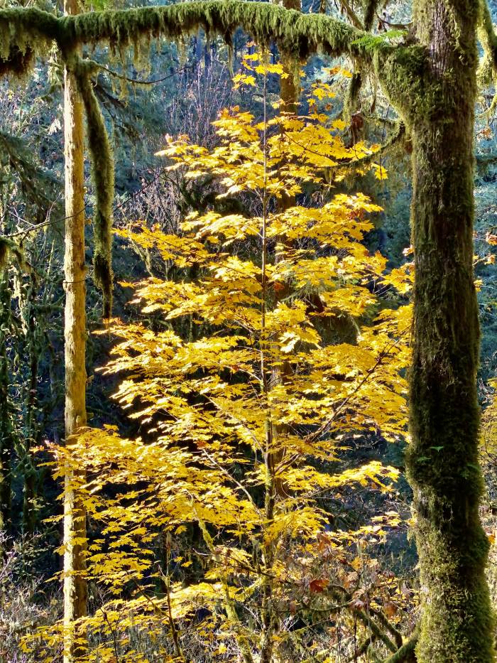 Silver Falls State Park