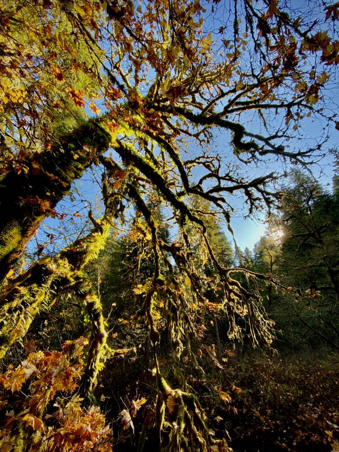 Silver Falls State Park